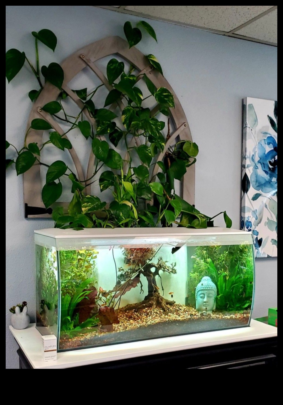 Fish Tank Zen: Crearea unui mediu relaxant pentru peștele dvs