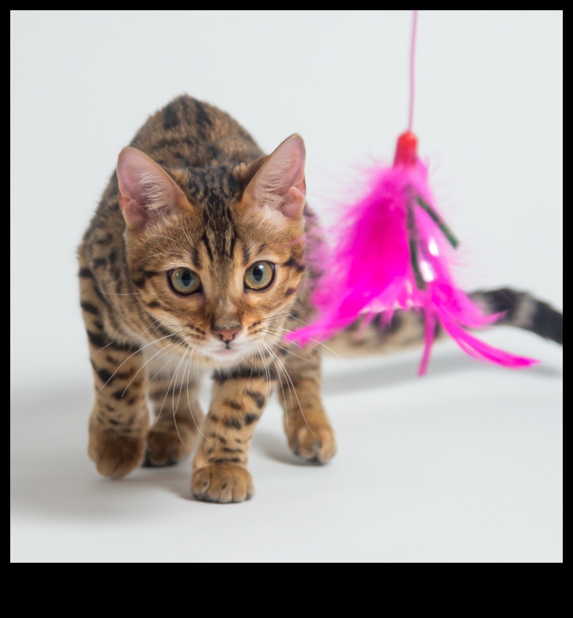 Jucării DIY pentru pisici: creați divertisment jucăuș și interactiv