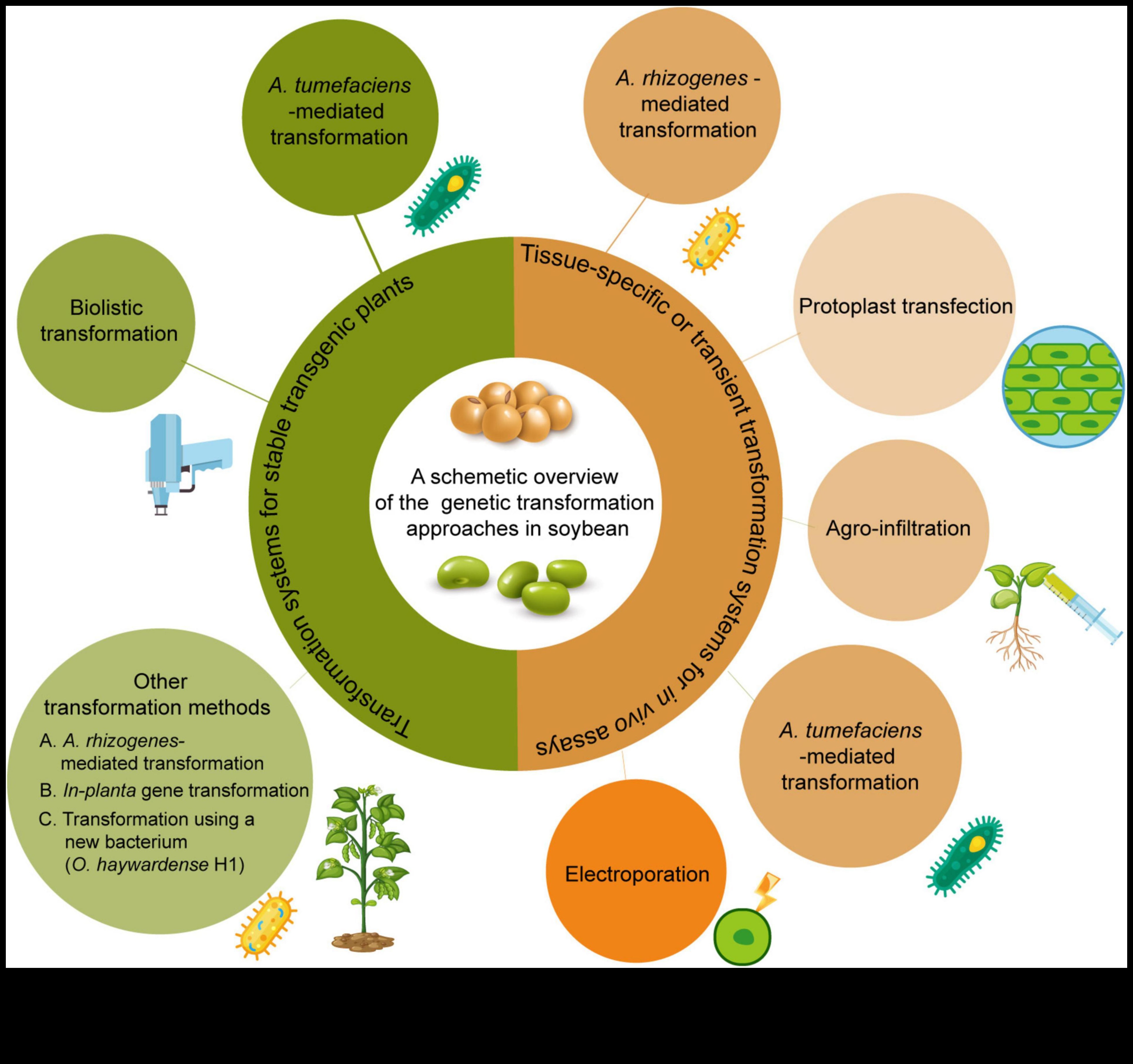 De la gene la verzi: înțelegerea căilor de biochimie nutrițională