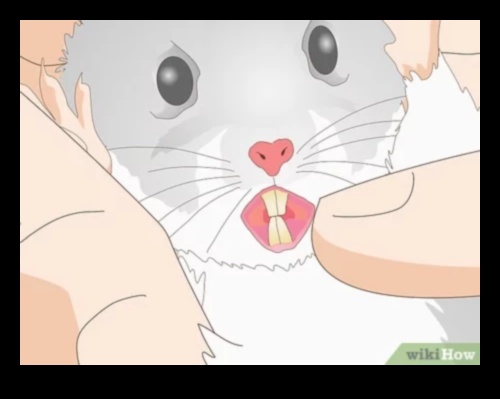 Sănătatea dentară a hamsterilor a continuat: Recunoașterea semnelor problemelor dentare