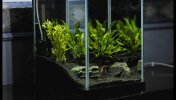 Aqua Ornments Continuare: Îmbunătățirea esteticii rezervorului tău de pește