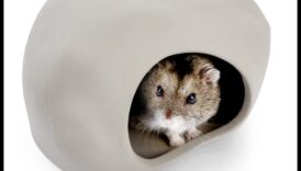 Ascunzători pentru hamsteri: Alegerea celor mai bune ascunzători pentru un hamster fericit
