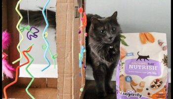 Jucării DIY pentru pisici: creați divertisment jucăuș și interactiv