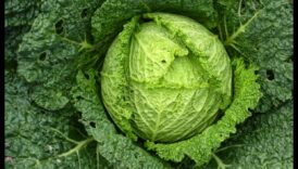 De la gene la verzi: înțelegerea căilor de biochimie nutrițională