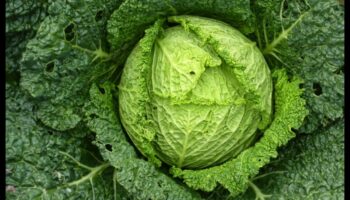 De la gene la verzi: înțelegerea căilor de biochimie nutrițională