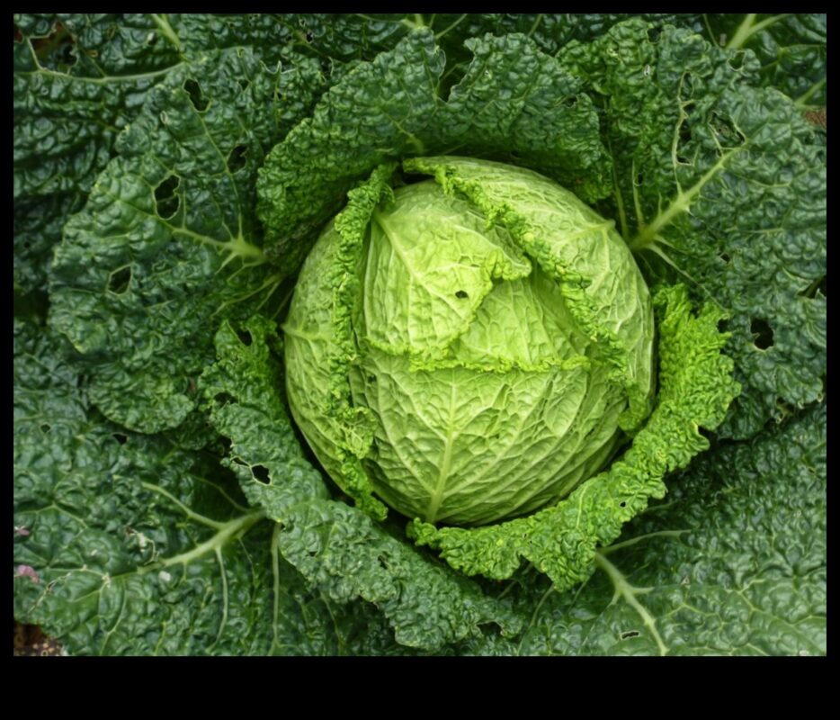 De la gene la verzi: înțelegerea căilor de biochimie nutrițională