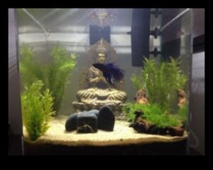 Fish Tank Zen: Crearea unui mediu relaxant pentru peștele dvs