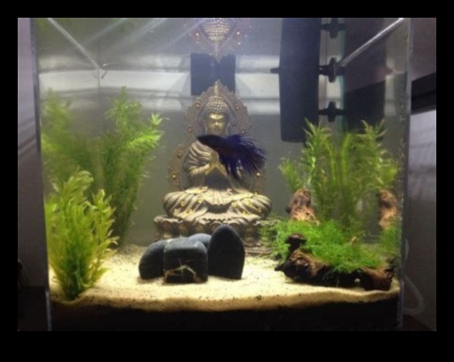 Fish Tank Zen: Crearea unui mediu relaxant pentru peștele dvs