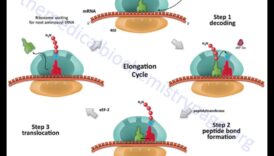 Maestria moleculara: Navigarea complexitatilor biochimiei nutritionale