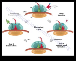Maestria moleculara: Navigarea complexitatilor biochimiei nutritionale