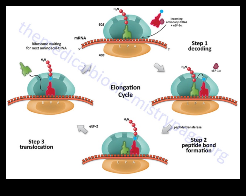 Maestria moleculara: Navigarea complexitatilor biochimiei nutritionale