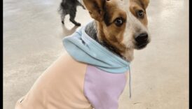 Pawsome Fashion: accesorii la modă pentru animale de companie pentru fiecare ocazie