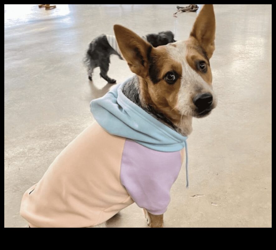 Pawsome Fashion: accesorii la modă pentru animale de companie pentru fiecare ocazie
