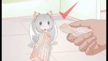 Sănătatea dentară a hamsterilor a continuat: Recunoașterea semnelor problemelor dentare