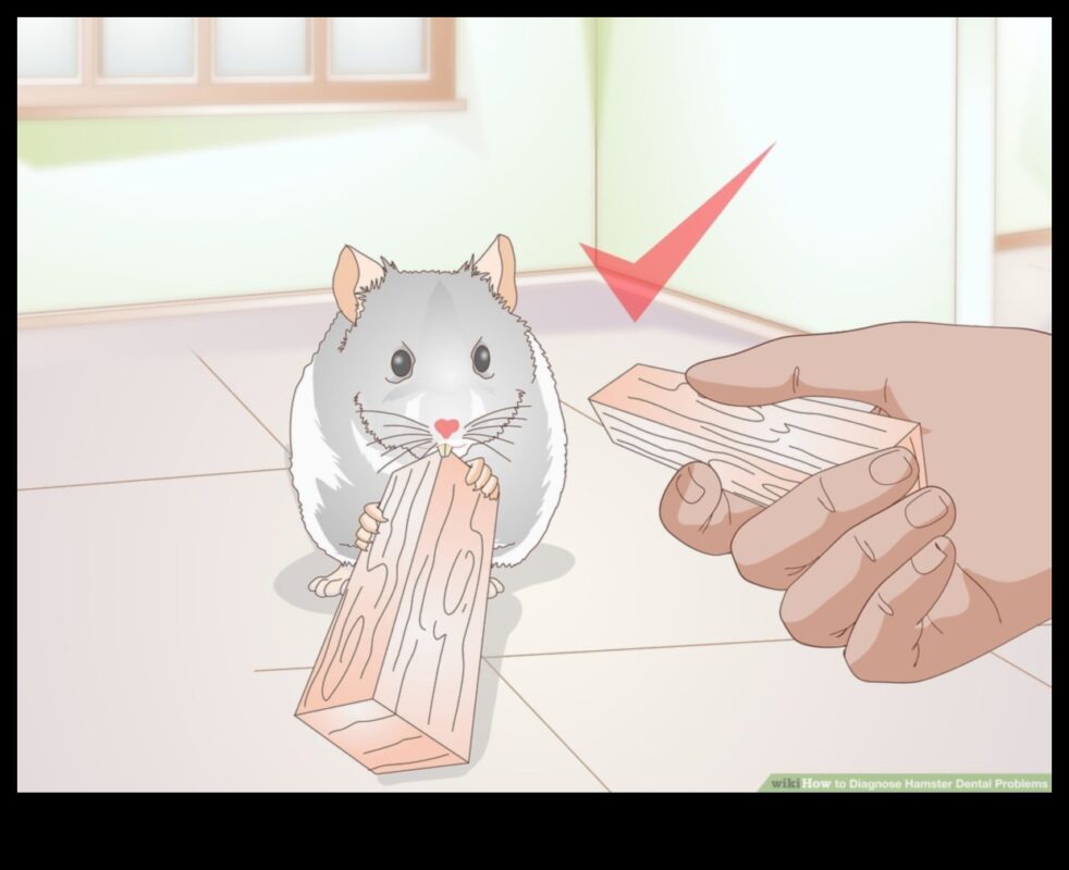 Sănătatea dentară a hamsterilor a continuat: Recunoașterea semnelor problemelor dentare
