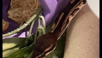 Timp de lectură pentru reptile: furnizarea de imagini stimulatoare pentru șerpii de companie