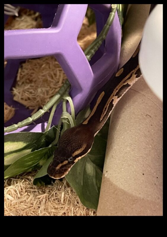 Timp de lectură pentru reptile: furnizarea de imagini stimulatoare pentru șerpii de companie